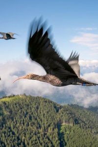 Planet Earth III – S2023E08 – Heroes