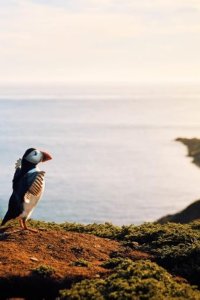 Wild Isles – S01E01 – Our Precious Isles