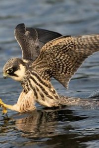 Wild Isles – S01E04 – Freshwater
