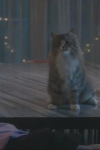 So Help Me Todd – S02E01 – Iceland Was Horrible