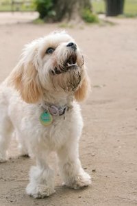 The Future Of – S01E01 – Dogs
