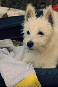 Puppy Place – S02E06 – Snowball