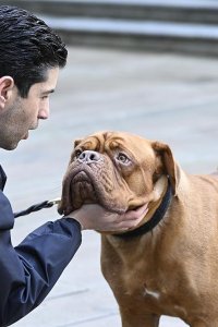 Turner & Hooch – S01E04 – In the Line of Fur