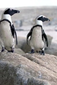 Penguin Town – S01E01 – Homecoming