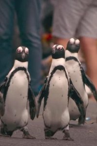 Penguin Town – S01E02 – The Nest Generation