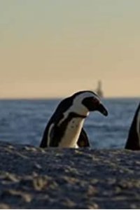 Penguin Town – S01E03 – Hot and Bothered