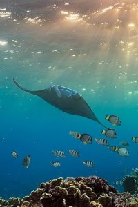 A Perfect Planet – S01E04 – Oceans