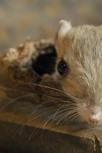 Tiny Creatures – S01E01 – Arizona
