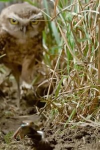 Tiny Creatures – S01E03 – Minnesota