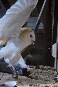 Tiny Creatures – S01E04 – Texas