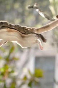 Tiny Creatures – S01E05 – Louisiana