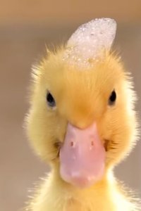 Tiny Creatures – S01E07 – Washington