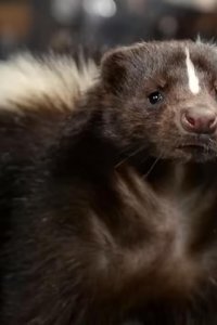 Tiny Creatures – S01E08 – New Hampshire