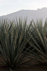 Monarca – S01E01 – The Pruning