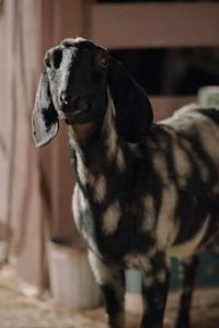 Bless This Mess – S01E02 – The Chicken and the Goat