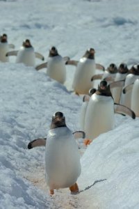 Our Planet – S01E02 – Frozen Worlds