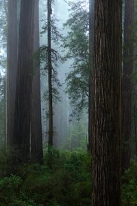 Our Planet – S01E08 – Forests