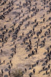 Our Planet – S02E01 – World on the Move