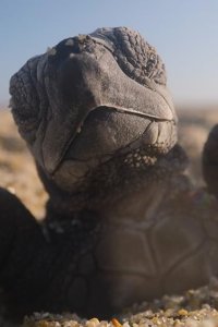 Our Planet – S02E03 – The Next Generation