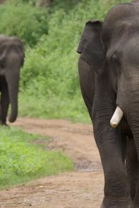 Our Planet – S02E04 – Freedom to Roam