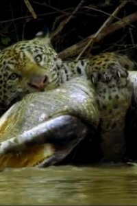 Hostile Planet – S01E04 – Jungles