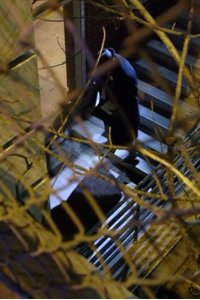 The First 48 Presents: Homicide Squad Atlanta – S01E02 – The Dark Staircase