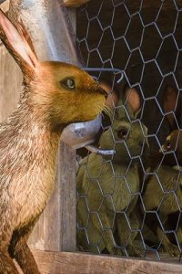 Watership Down – S01E02 – The Raid