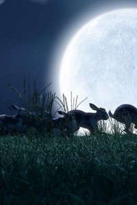 Watership Down – S01E04 – The Siege