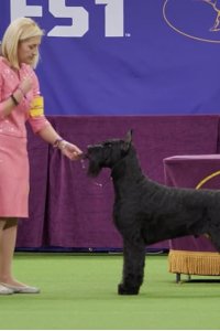 7 Days Out – S01E01 – Westminster Dog Show
