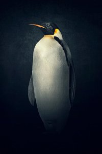 Dynasties – S01E02 – Emperor