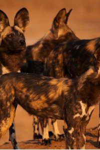 Dynasties – S01E04 – Painted Wolf