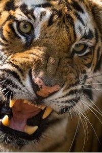 Dynasties – S01E05 – Tiger