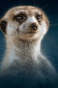 Dynasties – S02E05 – Meerkat: A Dynasties Special