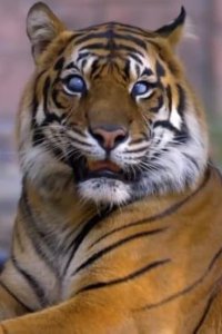 Crikey! It’s the Irwins – S01E02 – Tiger Eyes