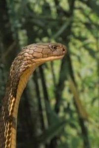 Crikey! It’s the Irwins – S01E04 – Robert, King of the Cobras