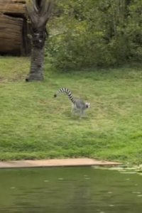 Crikey! It’s the Irwins – S01E05 – Bindi’s Lemur Island
