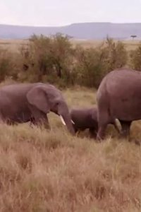 Crikey! It’s the Irwins – S01E06 – Irwin African Adventure