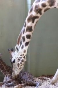 Crikey! It’s the Irwins – S01E07 – It’s a Baby Giraffe!