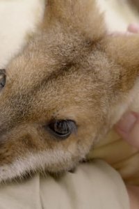 Crikey! It’s the Irwins – S04E04 – Terri’s Wonder Wallaby