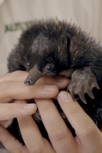 Crikey! It’s the Irwins – S04E05 – The Puggle Struggle