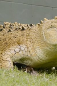 Crikey! It’s the Irwins – S04E07 – Grace’s Garden