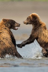 Into Alaska – S01E02 – The Heart of Bear Country