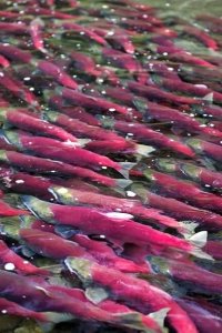Into Alaska – S01E03 – The Salmon Are Coming!