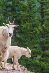 Into Alaska – S01E04 – The Mountain Goat Quest