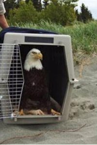 Into Alaska – S01E08 – Junk Yard Eagle