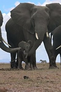 Spy in the Wild – S01E01 – Love