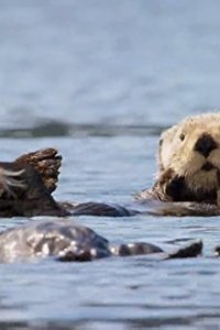 Spy in the Wild – S01E02 – Intelligence