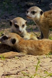 Spy in the Wild – S01E03 – Friendship