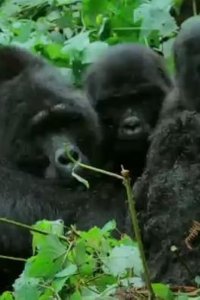 Spy in the Wild – S02E01 – The Tropics