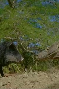 Spy in the Wild – S02E03 – The Islands